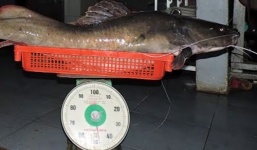 Câu được cá lăng 'khủng', nặng gần 50kg trên sông Sêrêpôk