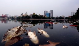 'Hàng tấn cá nổi trắng hồ Hoàng Cầu là chết ngạt vì thiếu ôxy'
