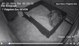 Video: Cảnh hổ Sumatra sinh 3 con cực hiếm