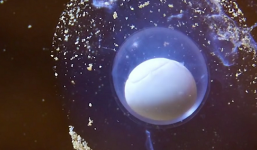 Video: Phát hiện hơn 60 quả trứng rồng lửa 'siêu hiếm' trong hang động