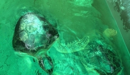 Vích 'khủng' quý hiếm bị nhốt trong nhà hàng ở Hạ Long được giải cứu