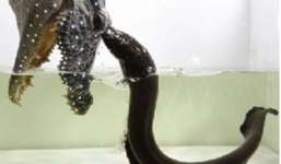 Video cận cảnh lươn điện nhảy khỏi mặt nước, phóng điện giết chết cá sấu