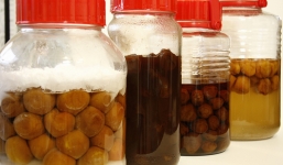 Cách ngâm mơ đường thơm ngon không bị váng thanh nhiệt mùa hè