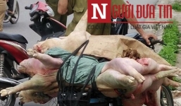 Bắt giữ người đàn ông thu gom lợn chết đi tiêu thụ