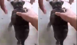 Chó con gồng mình cứng đơ người, giả chết như thật