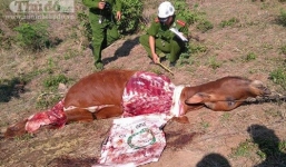 Người dân hoang mang nạn trộm bò trị giá hàng chục triệu đồng