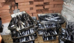 30 tấn cá nục đông lạnh nhiễm chất độc Phenol: Vẫn có thể sử dụng!