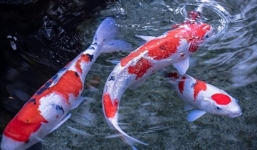 Tên trộm ăn cắp cặp cá Koi hơn 200 triệu chỉ để nấu lẩu