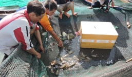 Tôm hùm nuôi chết hàng loạt nghi thủy triều đỏ ở Phú Yên