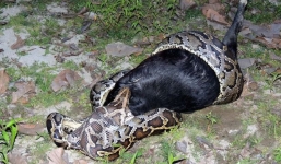 Trăn rừng mò vào nhà dân nuốt sống chú dê