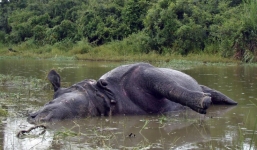 Từ chối giao phối, tê giác cái bị húc chết