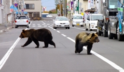Nạn gấu dữ ăn thịt người đe dọa Nhật Bản