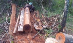 Lâm đồng: Lâm tặc hành hung, rồi tưới xăng đốt kiểm lâm