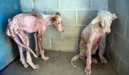 2 chú chó 'da bọc xương' bị ném khỏi xe tải