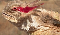 Video bị thằn lằn sừng bắn máu mắt chó sói hung dữ chạy thục mạng