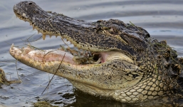 Một em bé 2 tuổi bị cá sấu lôi xuống hồ