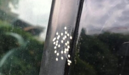 Về quê giỗ ông nội, phát hiện hoa Ưu đàm 3000 năm nở một lần ở Hà Tĩnh?