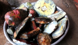 Dân Hà thành ồ ạt đặt mua nấm gan bò 800.000 đồng/kg  