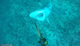 Video: Thợ lặn hoảng hồn khi bị cá mập đớp chân