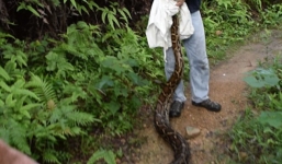 Bị tấn công suýt chết, người đàn ông phục kích tóm gọn trăn 'khủng'