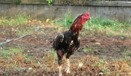 Đại gia Việt chơi trội đổi ô tô 1 tỷ lấy cặp gà Thần kê