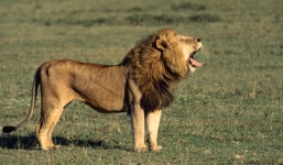 Sư tử ăn thịt người lĩnh án tù chung thân