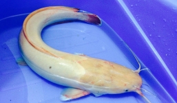 Câu được cá trê 'bạch tạng' nặng 1kg ở sông Hồng