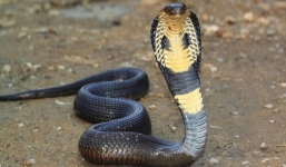 Nọc độc rắn hổ mang phát tác trong cơ thể người như thế nào?