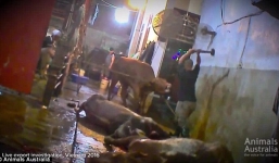 Video cảnh giết bò Úc tàn bạo bằng búa ở Việt Nam bị lên án
