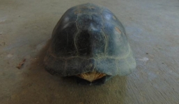 Bắt được rùa 'lạ' khắc chữ dưới bụng, trả 10 triệu đồng không bán