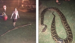 Bắn hạ trăn 'khủng' dài 4m ngay trong sân nhà