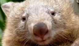 Gấu túi qua đời khiến hàng trăm du khách tiếc nuối