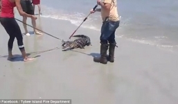 Mỹ: Bắt được cá sấu dài hơn 2m ở bãi tắm nổi tiếng 