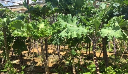 Cải nhập khẩu Kale 80.000 đồng/kg hút khách Việt