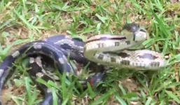 Video: Rắn chuột lồng lên tấn công khi bị người phụ nữ quấy rầy