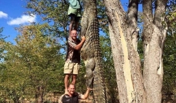 Bắt sống cá sấu 'khủng' dài bằng 3 người đàn ông