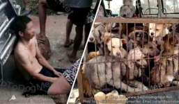 'Cẩu tặc' Trung Quốc nhừ đòn trong mùa lễ hội thịt chó