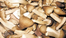 Dân Hà Thành “săn” nấm mối giá gần 1 triệu đồng/kg tẩm bổ mùa Euro