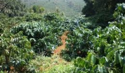 'Yêu râu xanh' ép thiếu nữ 14 tuổi vào rẫy cà phê cưỡng hiếp