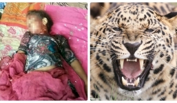 Bé gái 12 tuổi bị báo rừng lôi đi khi đang nằm ngủ lúc bố mẹ