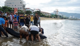 Cá heo nặng 100 kg dạt vào bờ biển Quy Nhơn