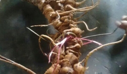 Ai bỏ ra 200 triệu mua củ sâm Ngọc Linh hơn 100 tuổi?