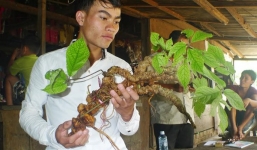 Giá trị thật của củ sâm Ngọc Linh nặng gần 1kg được trả 200 triệu