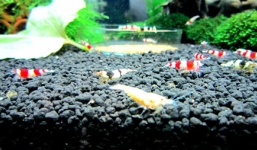 Đại gia Việt chuộng mốt chơi tép cảnh tí hon giá hàng chục triệu đồng