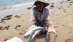 Dự kiến công bố nguyên nhân cá chết ở miền Trung vào ngày 29/6