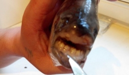 Bắt được cá có hàm răng giống người ở Nga