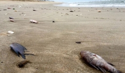 Công bố nguyên nhân cá chết ở miền Trung vào ngày 30/6