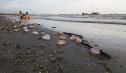 'Vật thể lạ' hình trứng bốc mùi hôi thối dạt vào bờ biển Trà Cổ, Quảng Ninh