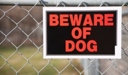 Bé gái 3 ngày tuổi bị chó nhà cắn chết