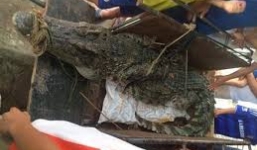 Hà Nội: Đi kích điện, bắt được cá sấu dài 3m, nặng 73 kg